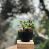 Small Jupiter Pots/Planters - Peacock Green