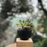 Small Jupiter Pot/Planter - All 28 Colors